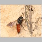 Sphecodes albilabris - Blutbiene 06 13mm.jpg